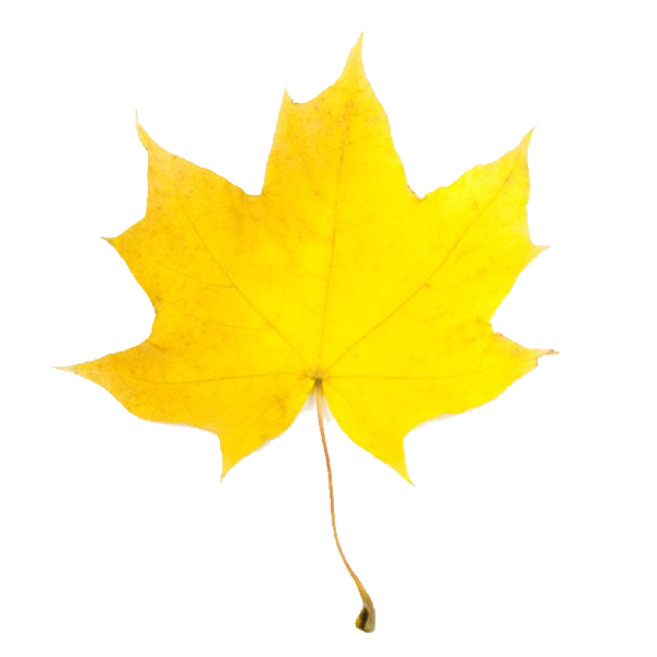 600x600 Fall Leaf
