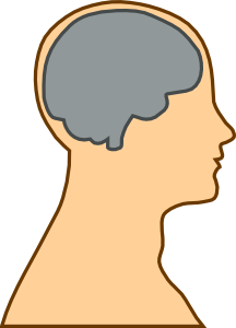 216x300 Medical Diagram Of Brain Clip Art