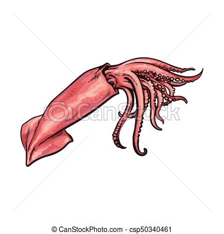 450x470 Vector Sketch Cartoon Sea Squid Isolated. Vector Sketch Clip