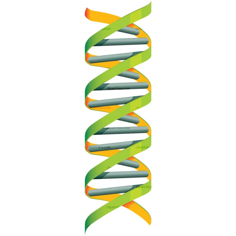 800x800 Dna Helix Clip Art