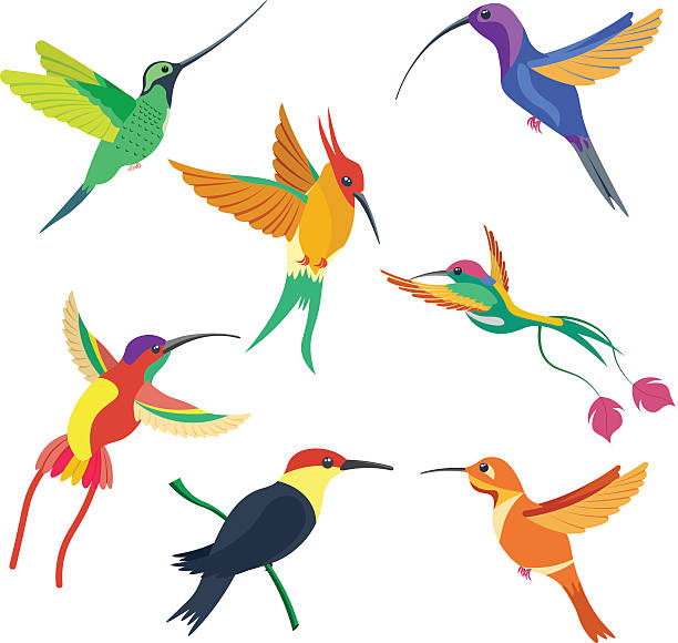 612x580 Tropical Bird Clipart Collection