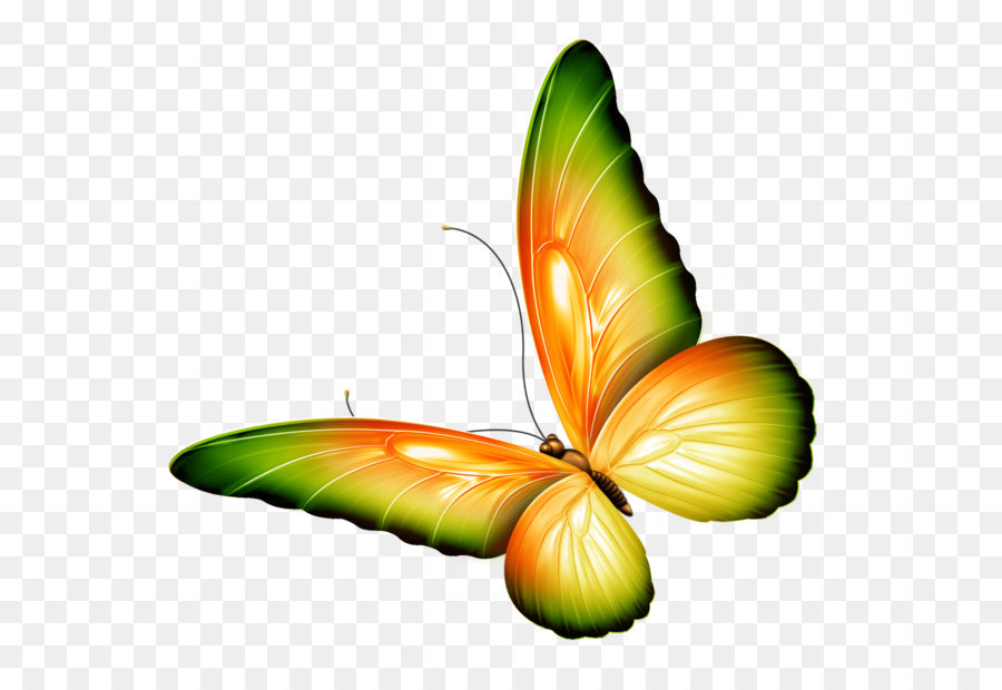900x620 Butterfly Clip Art