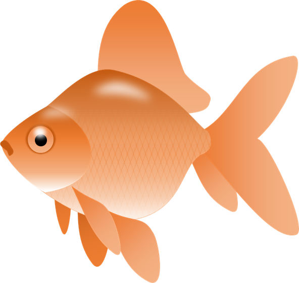 592x559 Image Of Goldfish Clipart