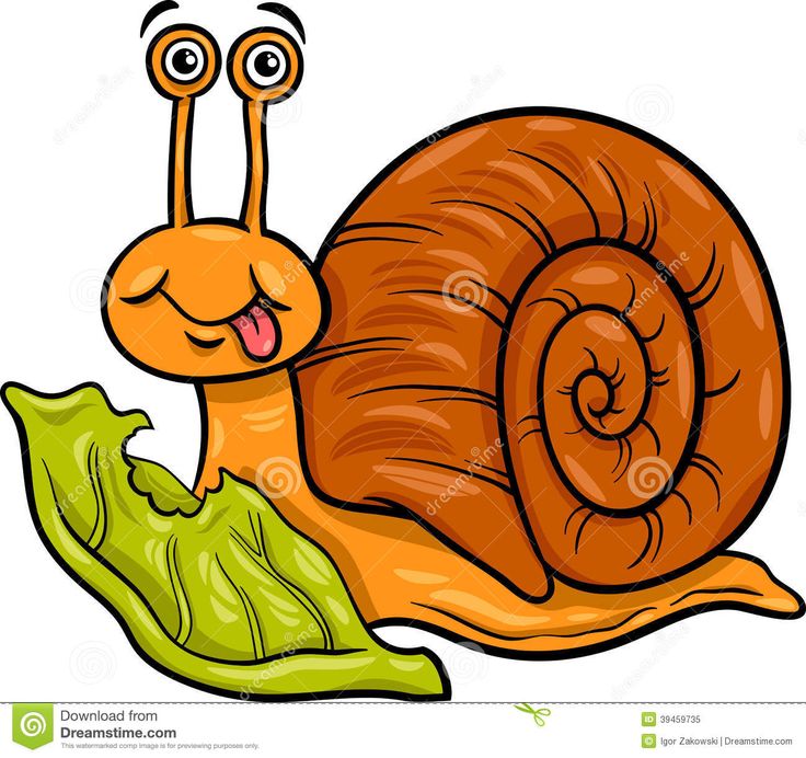 736x692 439 Best Huisjesslakken Images On Snail, Insects