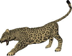 245x189 Leopards Cliparts