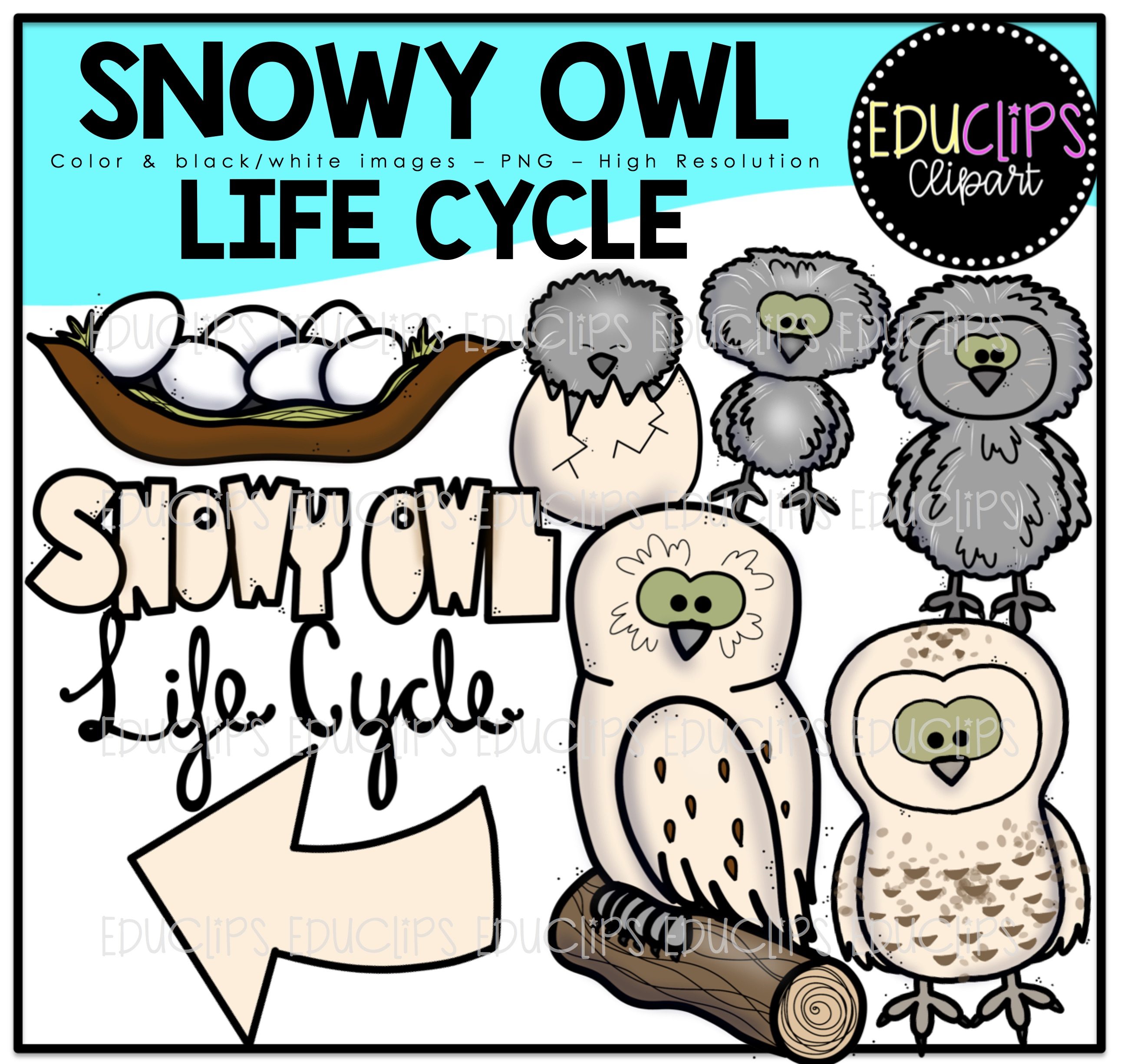 2582x2452 Snowy Owl Clip Art Bundle (Color And Bampw)