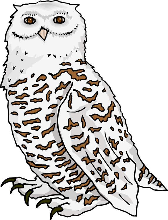 571x750 Snowy Owl Clipart Branch
