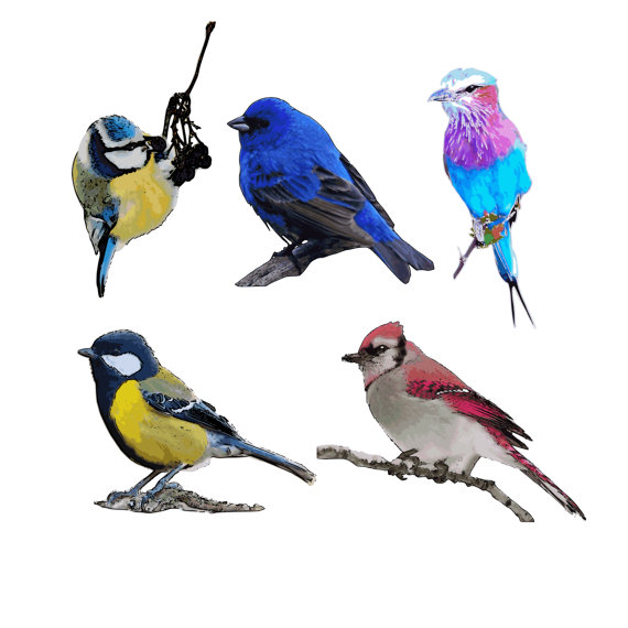 570x570 Song Bird Clipart