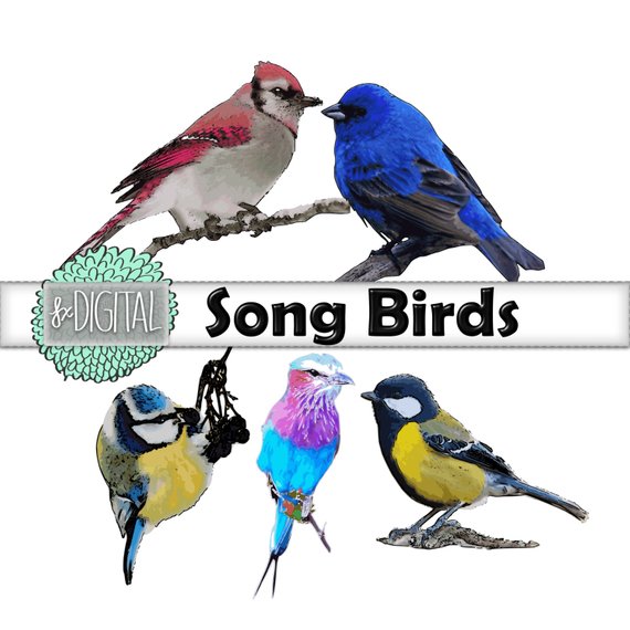 570x570 Song Bird Clipart Bird Clip Art Swallow Clip Art Sparrow