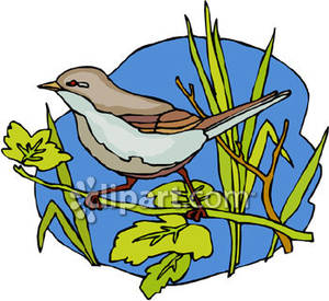 300x275 A Sparrow In Plants