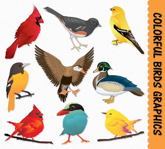 570x513 Birds Clip Art Graphics Bird Clipart Cardinal Duck Sparrow