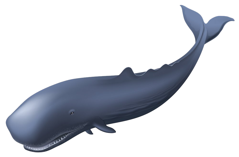 1000x658 Sperm Whale Royalty Free Clip Art