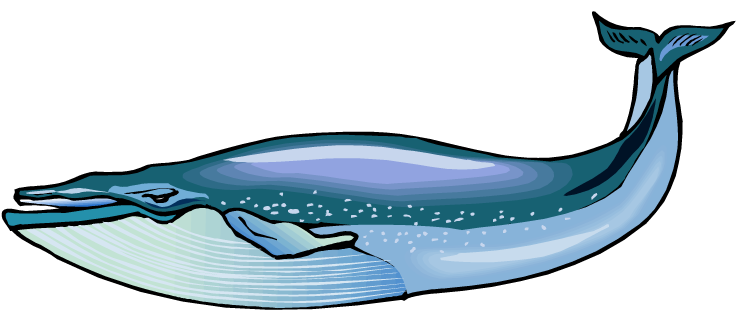 750x313 Blue Whale Pictures Clipart Panda