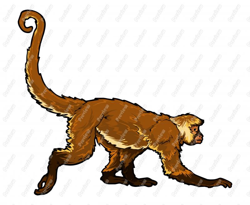 800x657 Spider Monkey Character Clip Art