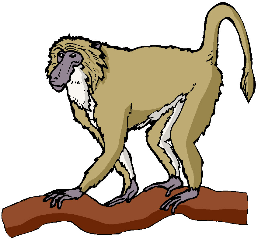 848x785 Spider Monkey Clip Art