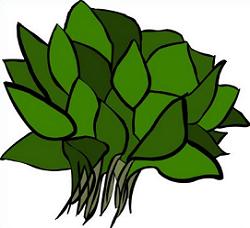250x228 Free Spinach Clipart Jpg