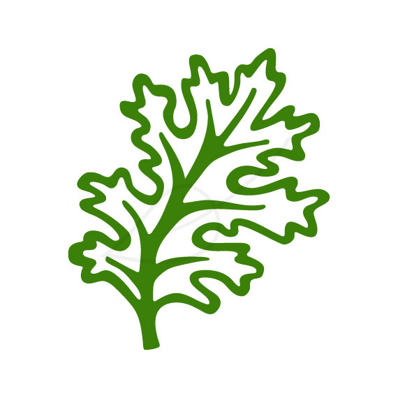 570x570 Images For Spinach Clipart Clip Art Library Jpg