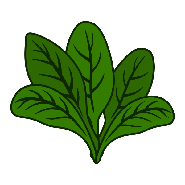 600x600 Free Spinach Clipart Pictures