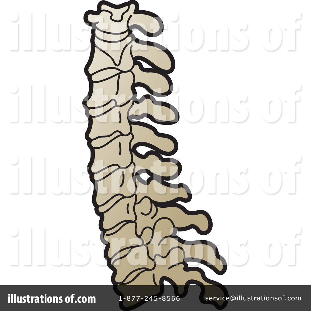 1024x1024 Spine Clipart