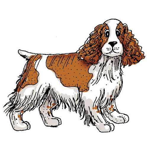 500x500 Springer Spaniel Clip Art