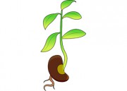 180x129 Clip Art Of Bean Sprouting Clipart