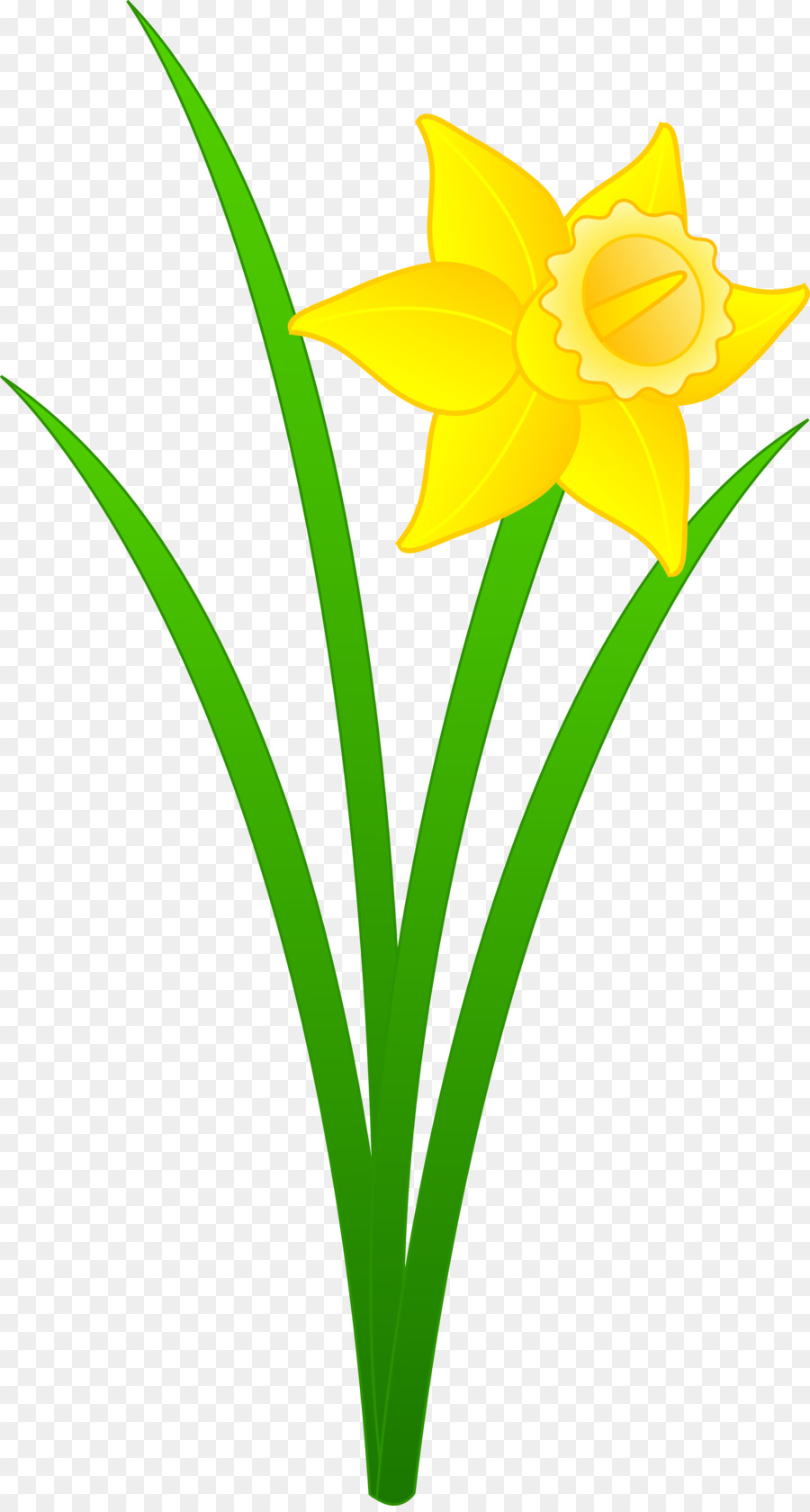 900x1680 Daffodil Free Content Clip Art