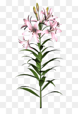 260x380 Easter Lily Tiger Lily Old Fashioned Flowers Clip Art