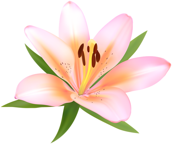 600x502 Alstroemeria Deco Flower Png Clip Art Imageu200b Gallery