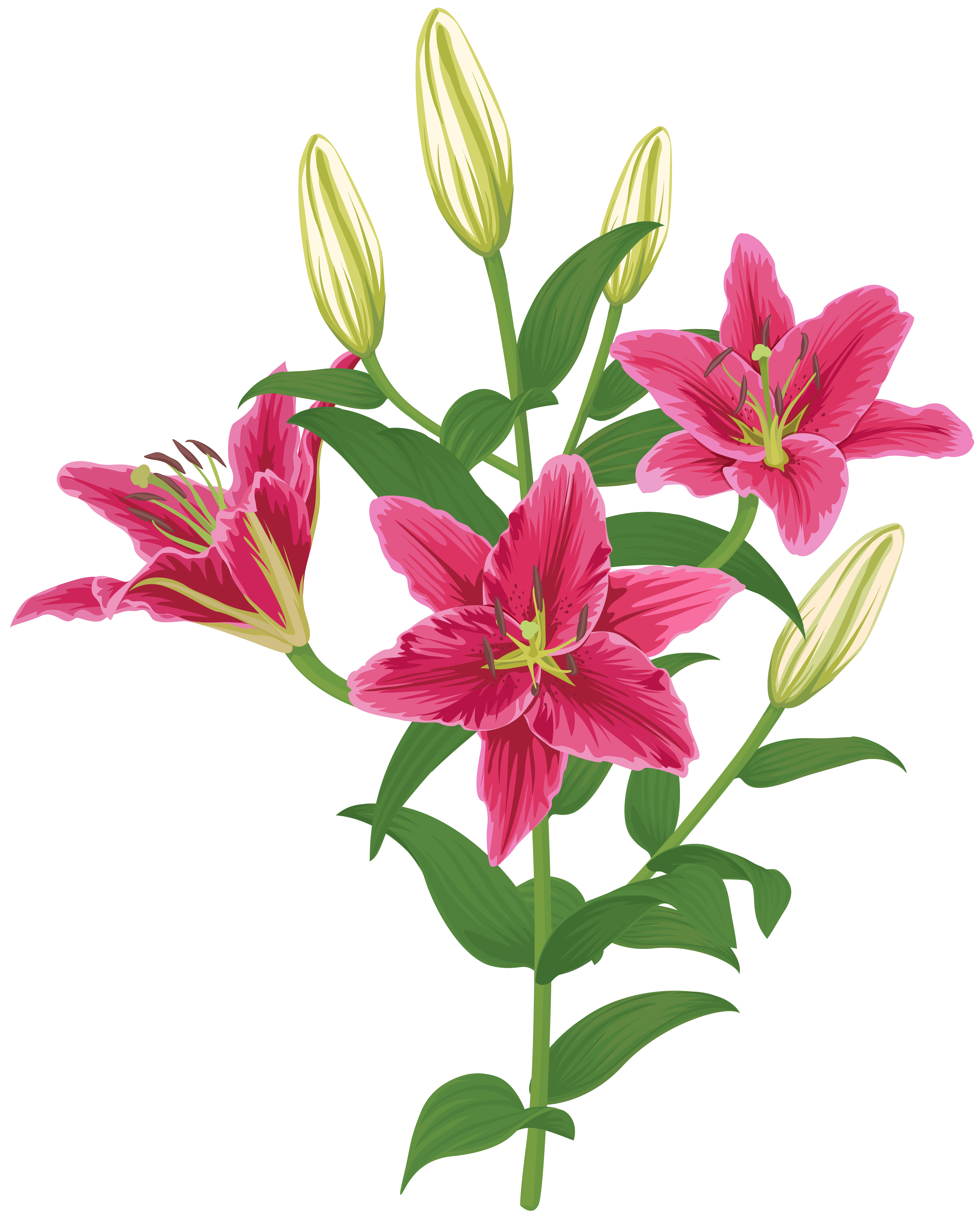 0 Result Images of Lily Flower Vector Png - PNG Image Collection