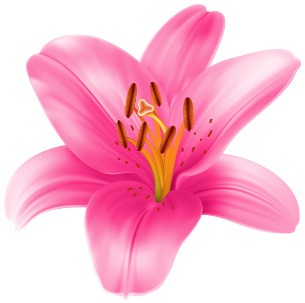 600x597 Lilium Transparent Png Clip Art Image Flowers Clipart