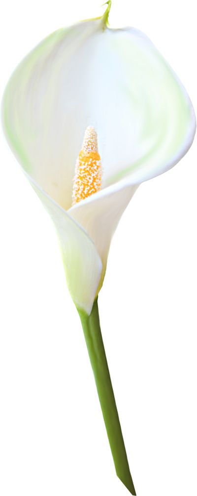 400x1004 Lily Bouquet Cliparts
