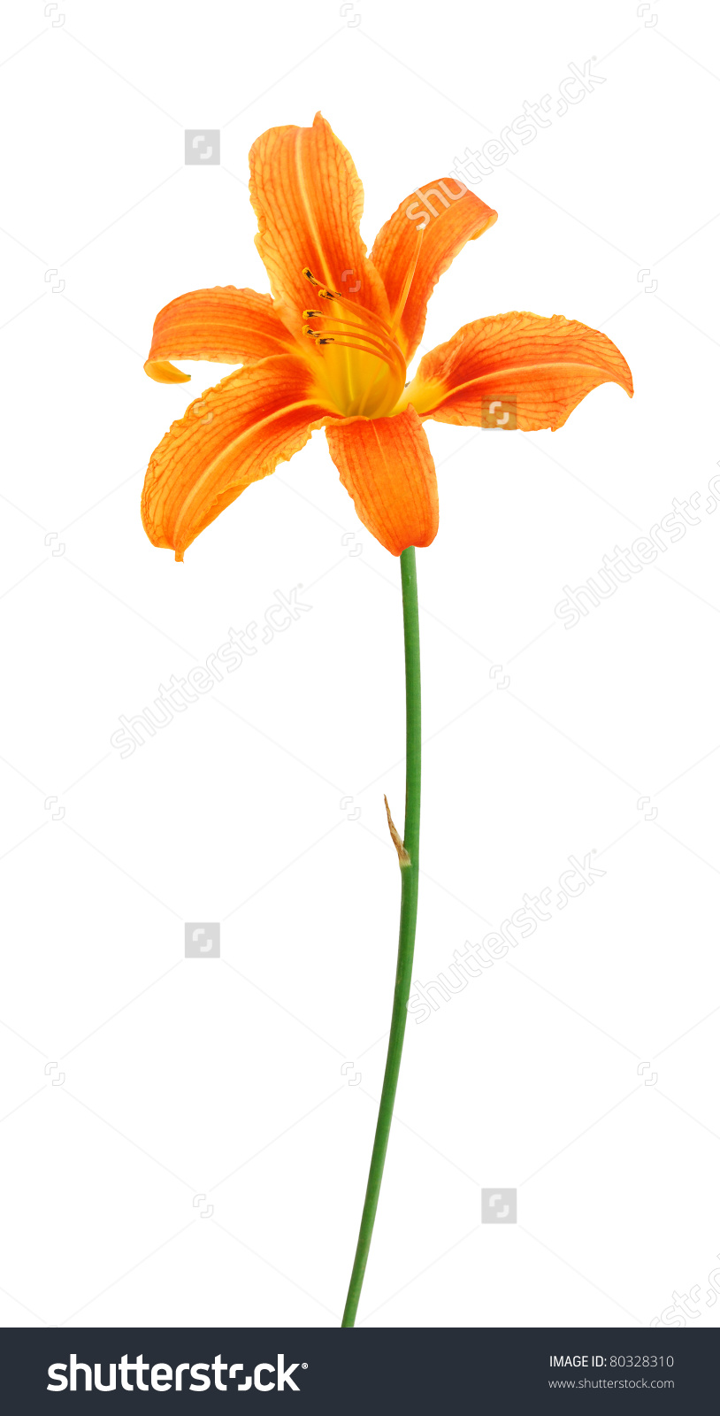 814x1600 Lily Clipart Day 3672543
