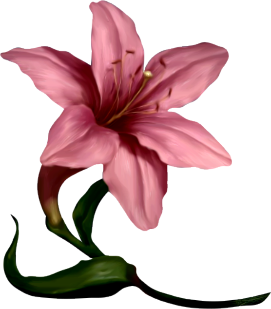 556x634 Amaryllis Flower Cliparts Free Download Clip Art