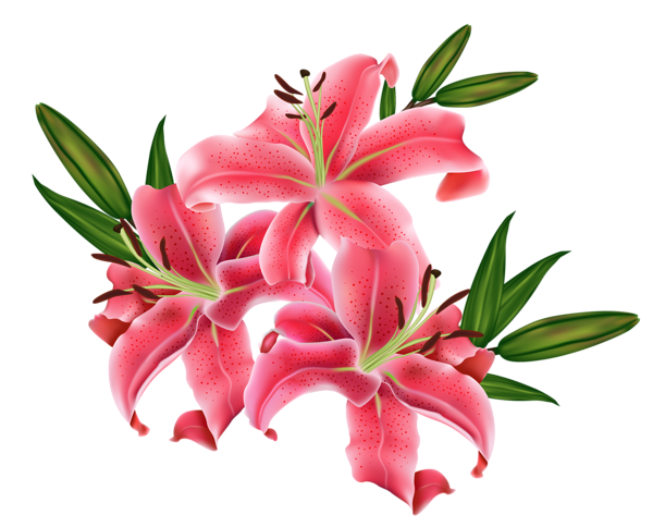 600x484 Red Lilium Png Clipart Picture Flower Lilium