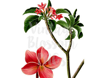 340x270 Blue Flower Clip Art For Invitations Collage Scrapbooking