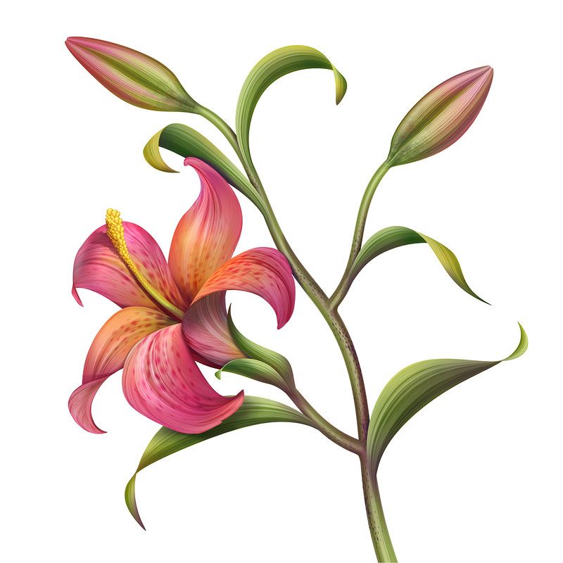 800x800 Yandex Clip Art Flower Clipart, Clip