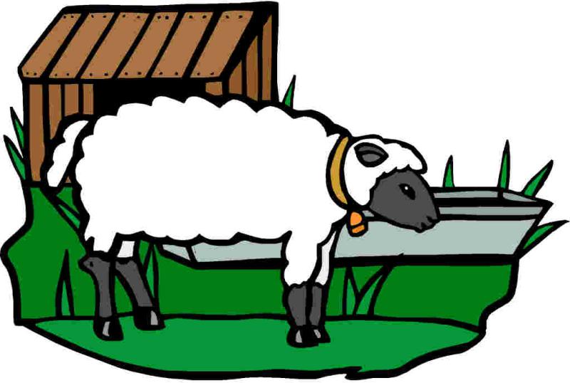 800x538 Show Cattle Clip Art