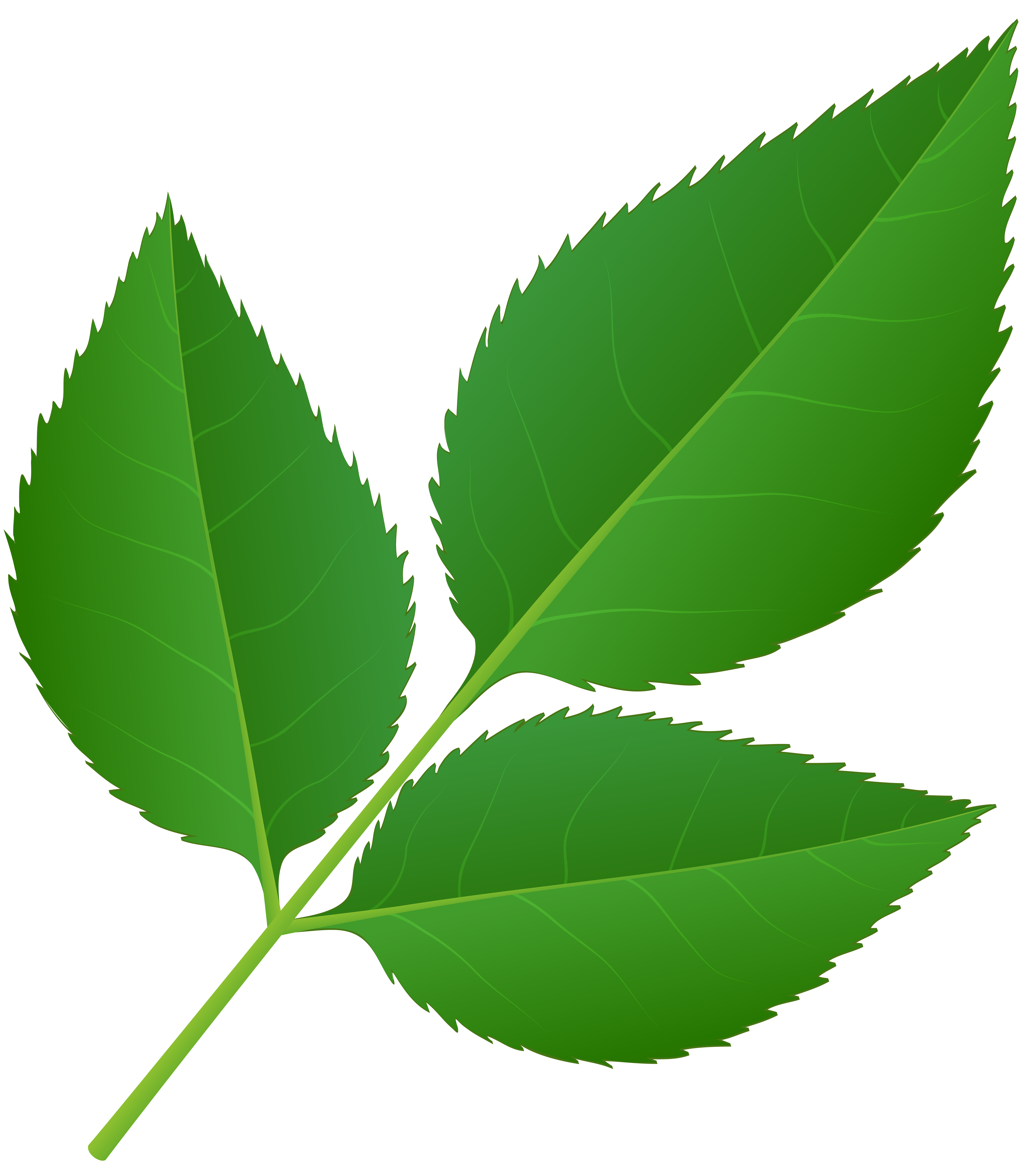 7109x8000 Leaves Of Rose Stem Transparent Png Clip Art Imageu200b Gallery