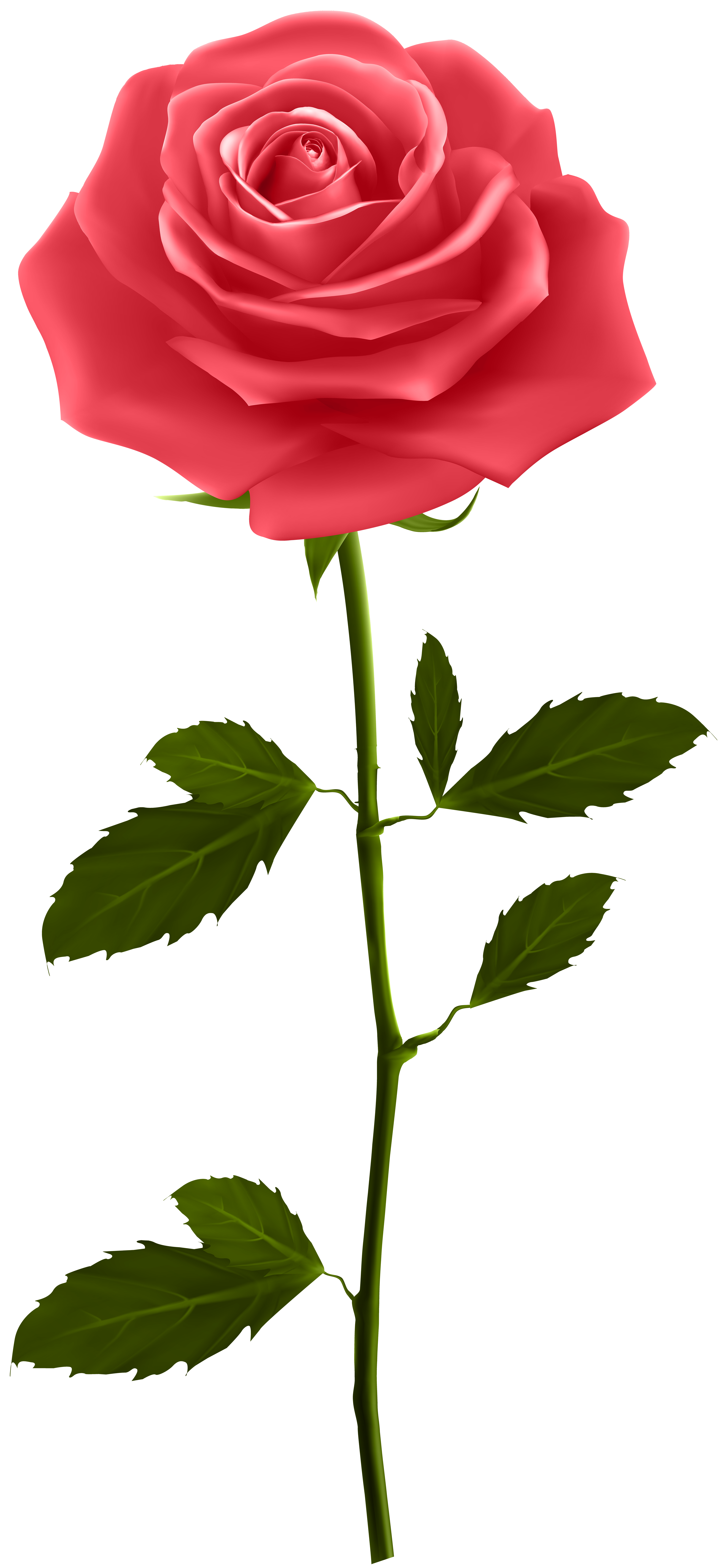 3706x8000 Red Rose With Stem Png Clip Artu200b Gallery Yopriceville