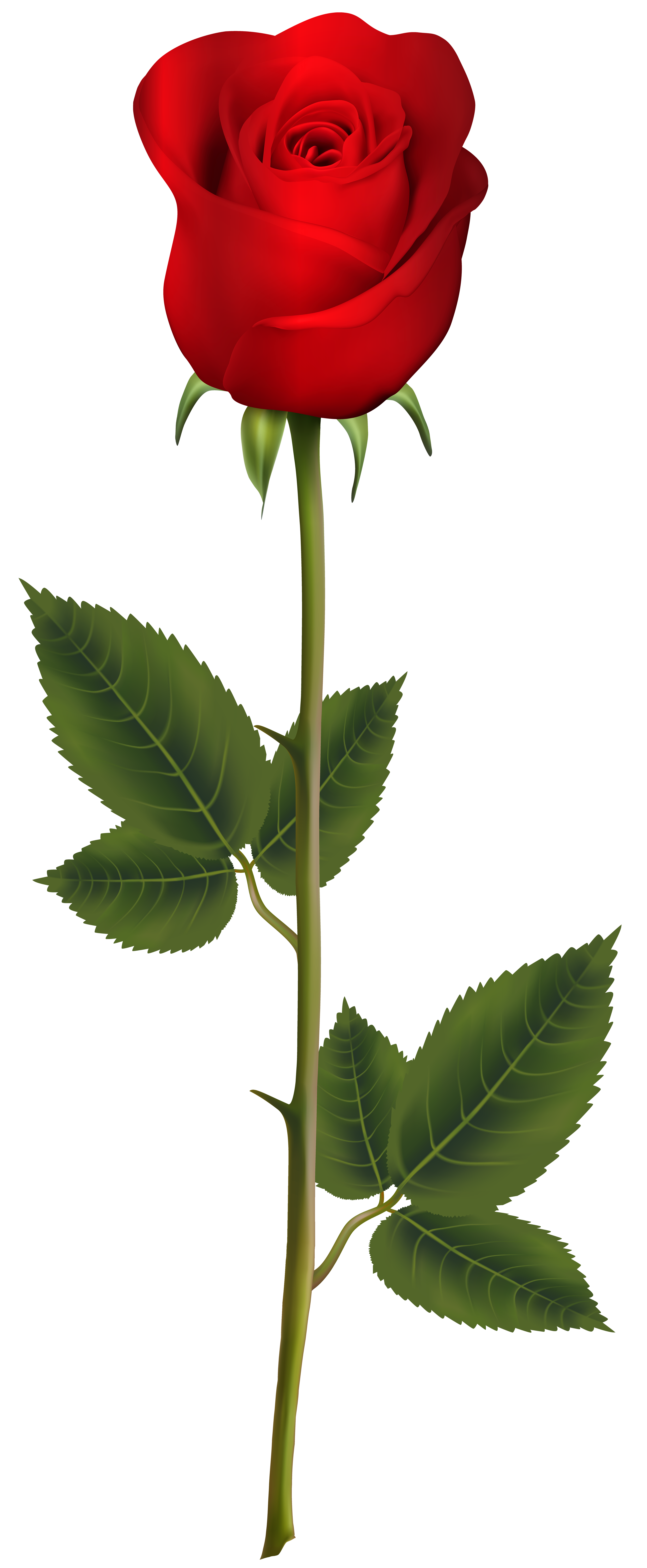3303x8000 Red Rose With Stem Png Transparent Clip Art Imageu200b Gallery