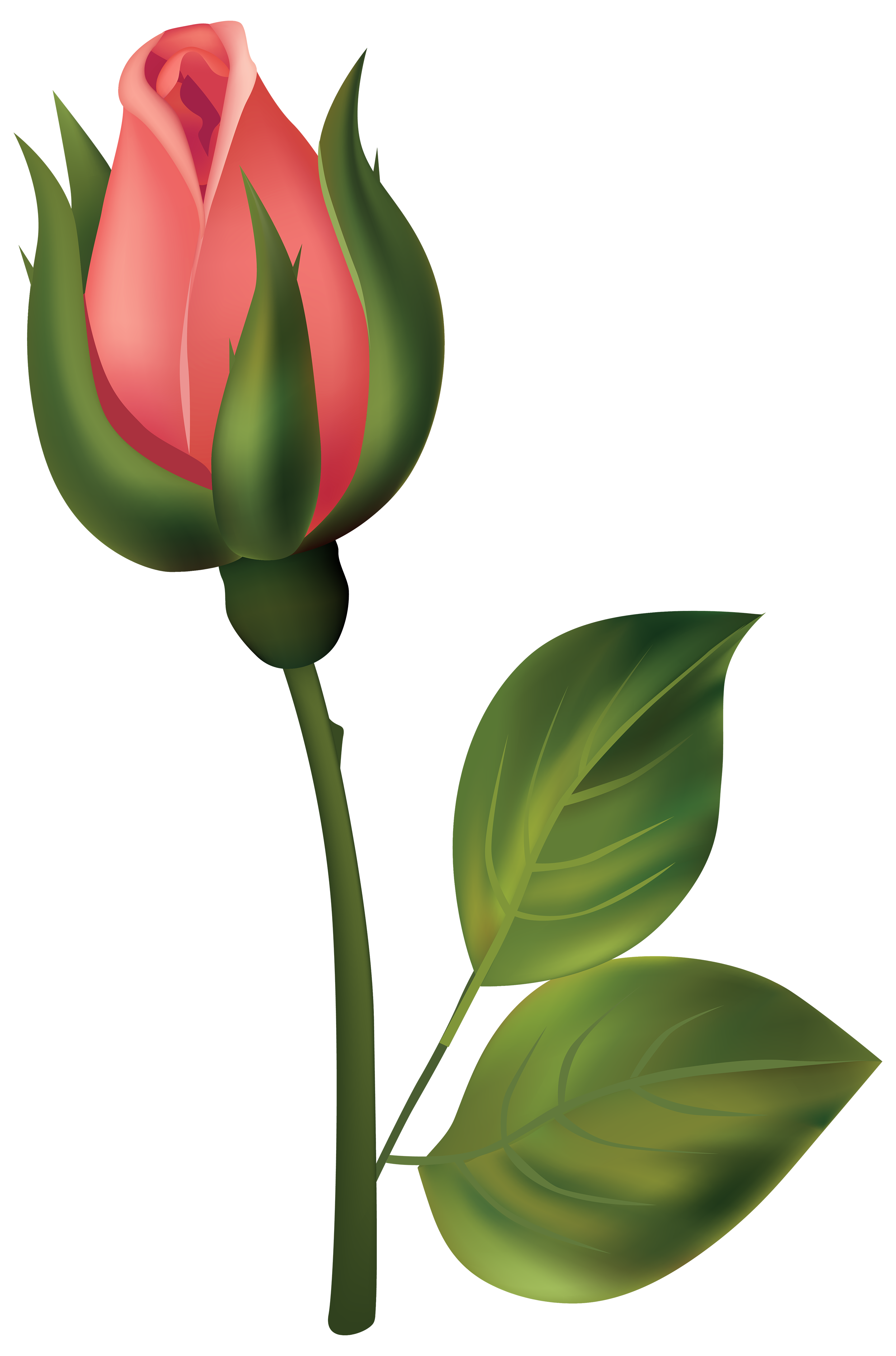 2644x4000 Stem Red Rose Bud Png Clipart