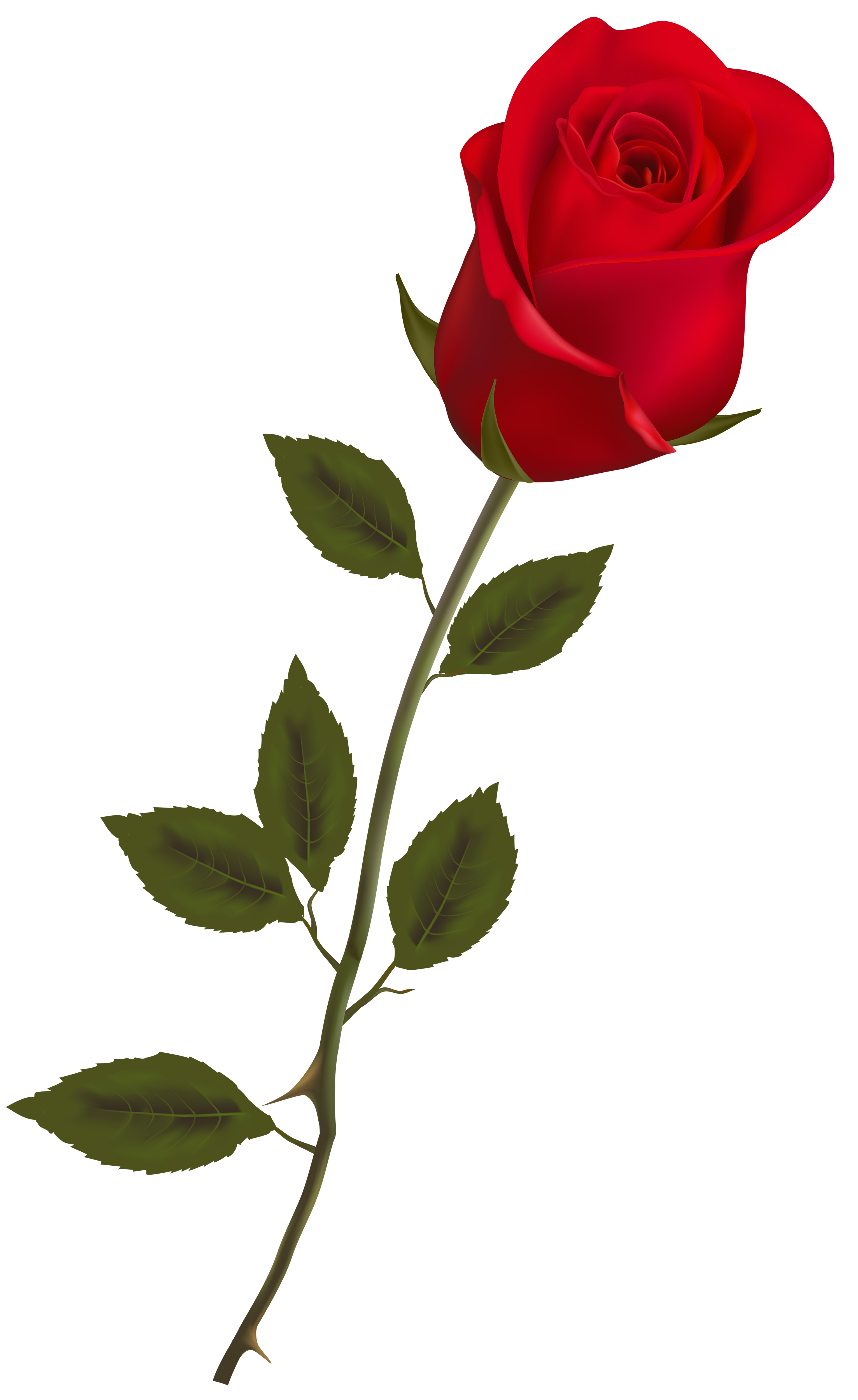3064x5000 Beautiful Stem Red Rose Png Clipart Wallpaper Rose