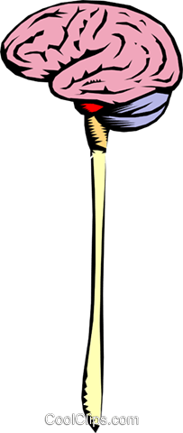 203x480 Brain Stem Royalty Free Vector Clip Art Illustration Medi0014
