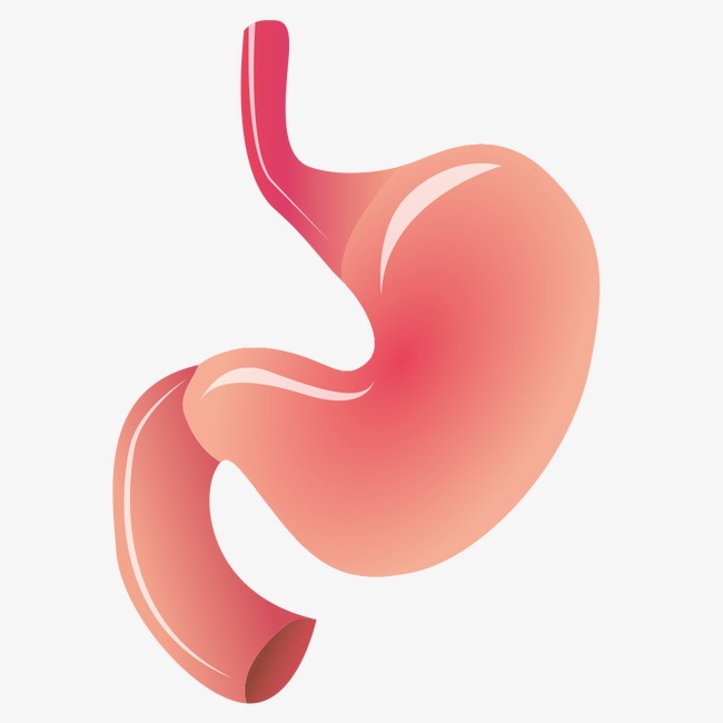 650x650 Stomach, Cartoon Stomach, Organ Png Image And Clipart For Free