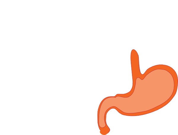 600x454 Stomach Clip Art