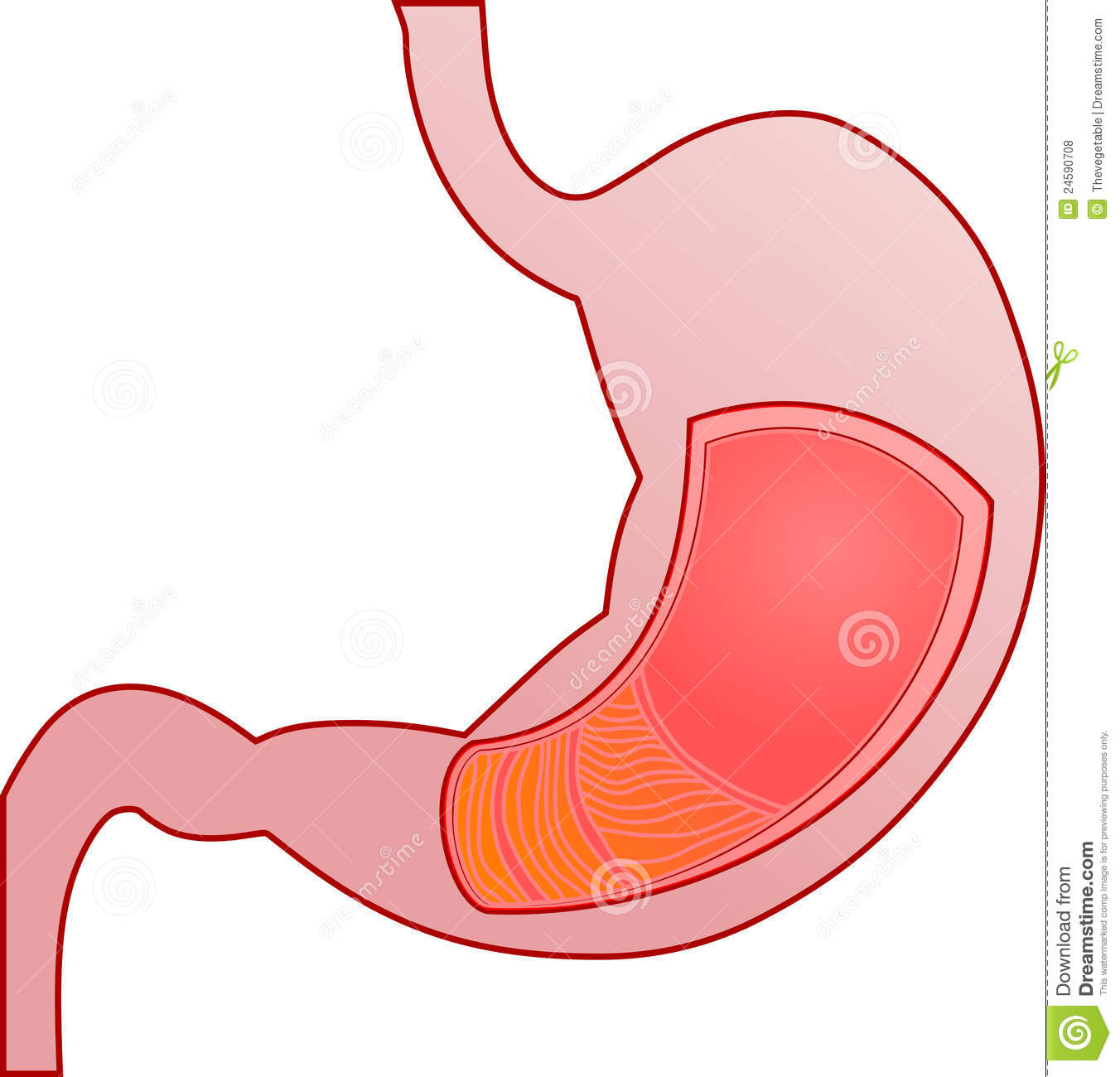 1352x1300 Stomach Clipart Clipart Panda