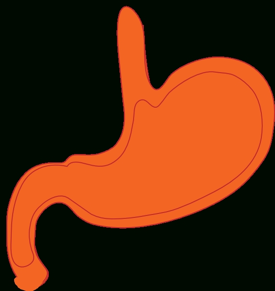 564x597 Stomach Clipart For Kids