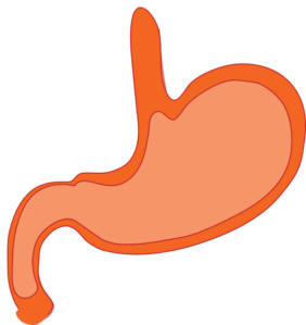 282x299 Stomach Clip Art