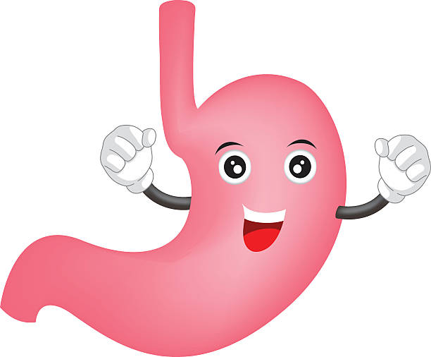 612x506 Stylist Ideas Stomach Clipart Clip Art At Clker Com Vector Online