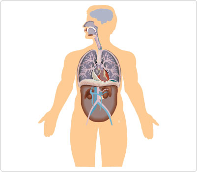 401x351 Top 81 Body Clip Art